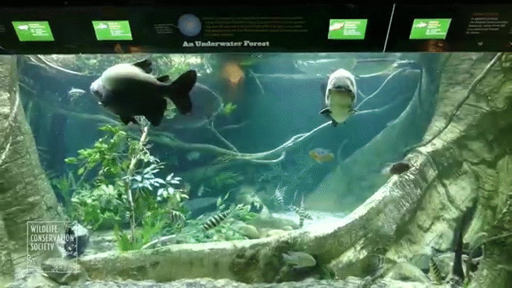 New York Aquarium Pacu Fish